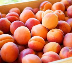 Apricot